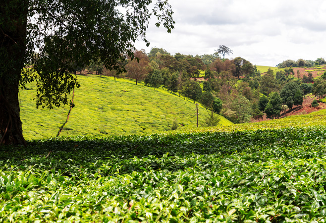 Safari experience: T.C.V Cultural and Farm Experience